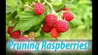 Pruning Raspberries - Why? How? When? (2020)