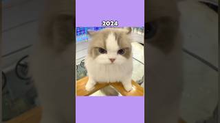 Legendary Cat Memes (Then vs Now) 💔🕊️ #shorts