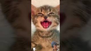 #cat #catlover #caty #cute #cutekitty #cutecat #catty #pets #shortscat #beautifulkitty