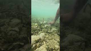 May humahabol #octopusdeploy #octopusseafood #seafoodprep #shorts