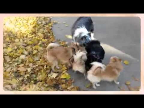 Pomeranian Party  (Created with @Magisto)