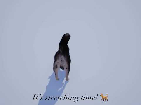 Agent THUNDER stretching - WiP animation from BARKOUR game