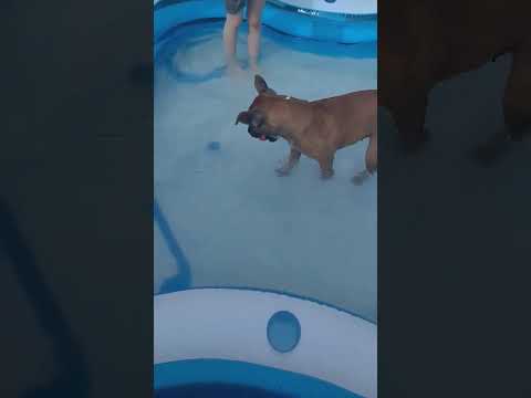 Ball challenge (She chooses the one under water 👀 #dogchallenge #staffies #staffydaily #lovedogs #