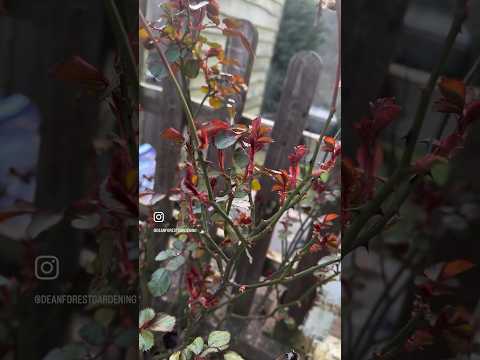 Changes in the garden #garden #gardening #spring
