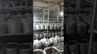 Top farm View Button Mushroom Farm || #ruralstory #Shorts