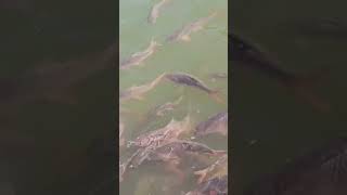Machli talab Munger 🏖️ beautiful view #animal #fish #viral #shorts #tranding