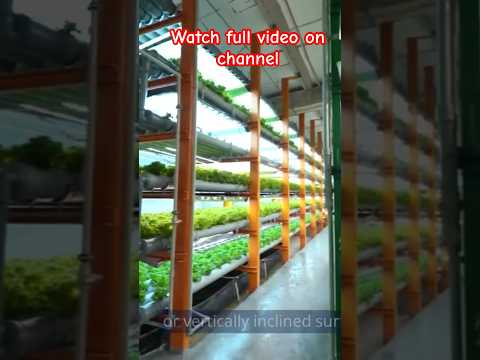 Hydroponic and Vertical Farming, great Career opportunity.