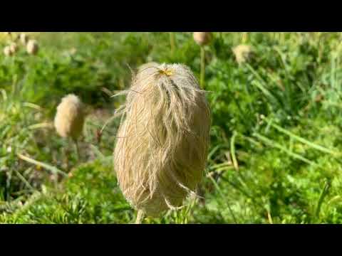 Mt. Hood Timberline trail Part 4 2019