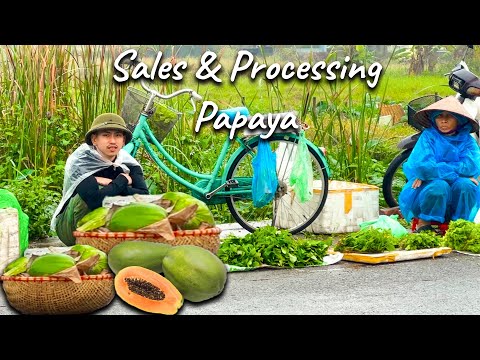 Harvesting Papaya Fruits to Sell & Preparing Dishes from Papaya Fruits - I'm Bờm Real