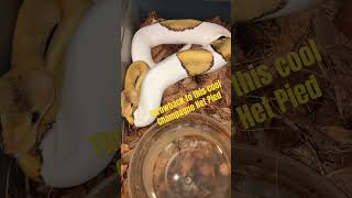 Champagne Het Pied Ball Python #shorts #shortsfeed #shortvideo #snake #ballpython #piedballpython