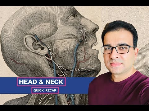 HEAD & NECK (quick recap)