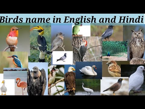 Birds name||birds name in English and Hindi