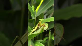 Comedic Praying Mantis's Hilarious Stare-down 🤣🍃 #ShortFilm #NatureComedy #FunnyEncounter #funny