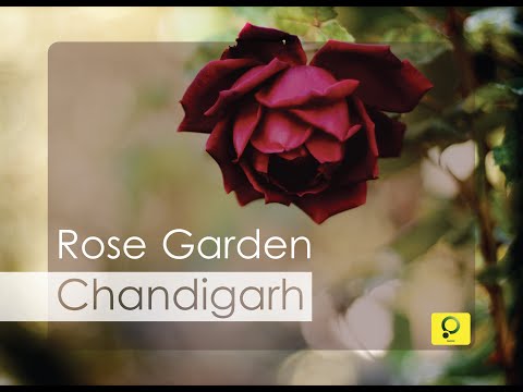 Rose Garden Chandigarh travel vlog
