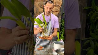 Learn how to Mount Orchids