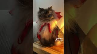 #Vidéosdrôles#Humour#MDR#Blagues#Comédie#Rigolo#Drôle#Rire#Funny#FunnyVideos#ComedyShorts#reels#cat