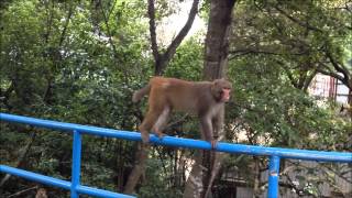 Monkey Mountain in Hong Kong - Kam Shan (金山)
