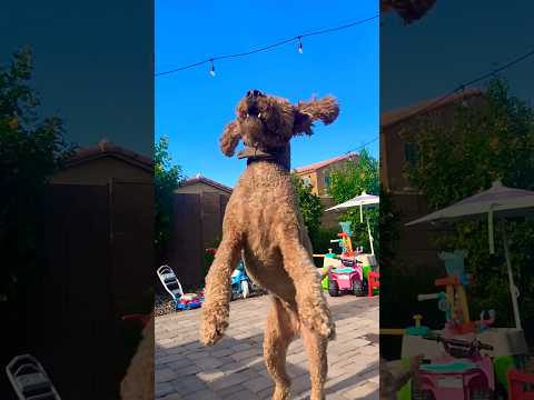 Funny Dog Playing Catch in Slowmo! Watch till End #funnydogs #funny #dog #slowmo #shortvideo