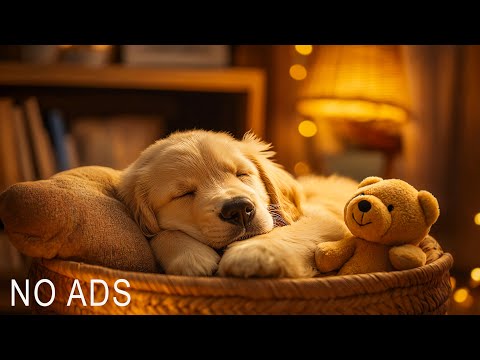 Dog Sleep Music for Dogs🐶Reduce anxiety Stress for pets🐶💖Relax my dog🎵Healingmate