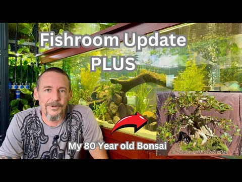 Fishroom Update plus my 80 year old Bonsai
