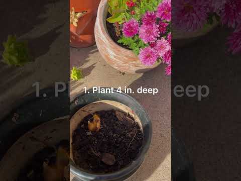 How to Grow Dutch Iris | Preparing for Spring Ft. My Cat Garfield | BirdofParadise #Shorts