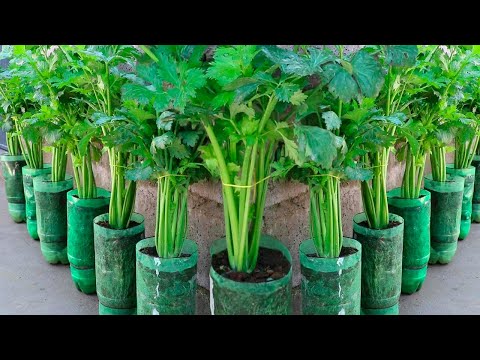 How to Grow Celery in Plastic Bottles