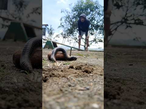 Let's see what happens to these millipedes after eating yale wafers#shorts #millipede