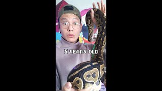 How Big Do Ball Pythons "ACTUALLY" Grow?