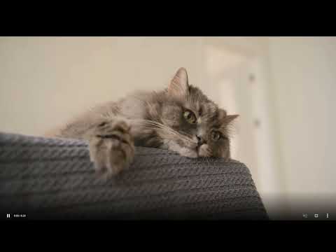 Cheerful cat!