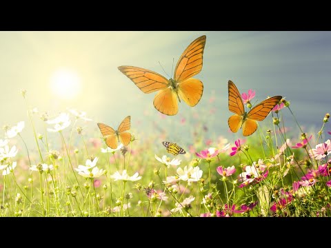 Beautiful Relaxing Music: Peaceful Morning Meditation music by Tim Janis