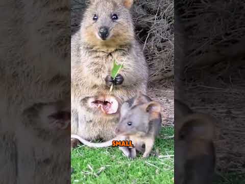Quokkas: The Adorable ‘Happiest Animal’ You Need to Know About!