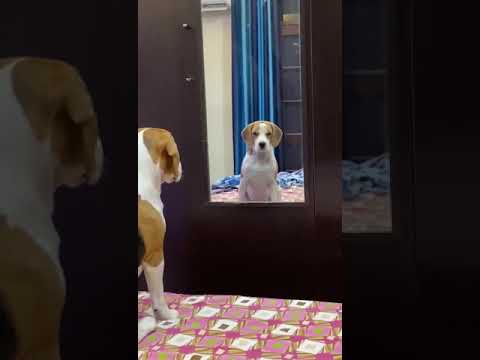 My dog is barking at himself !