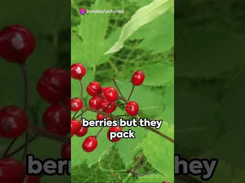 ☠️ Poisonous Plants: The Beauty that Bites! ☠️