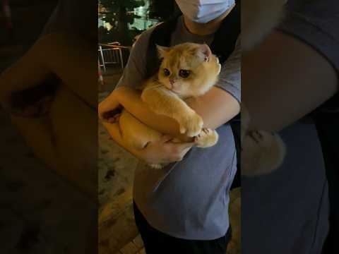 #animais #gato #shorts