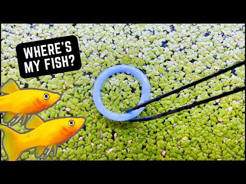 Heavy Duckweed! How I Feed My Guppies and Mollies 🐠 Aquarium Relaxation Zen