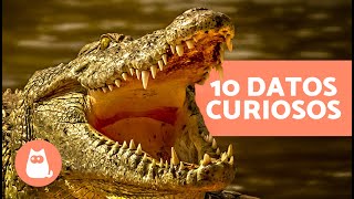 10 FUN FACTS about CROCODILES 🐊 | Do they swallow stones? Do they regenerate their teeth?