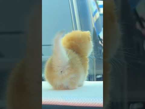 The little kitten is so cute #cute #meow #kitten #trending #shorts #viral#cutecat