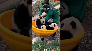 Panda core 🥰🐼#fyp #panda #youtube #funnyanimals #cute #funny