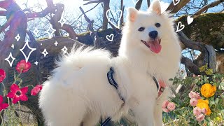 A Happy Day for a Japanese Spitz! 🐻‍❄️💘