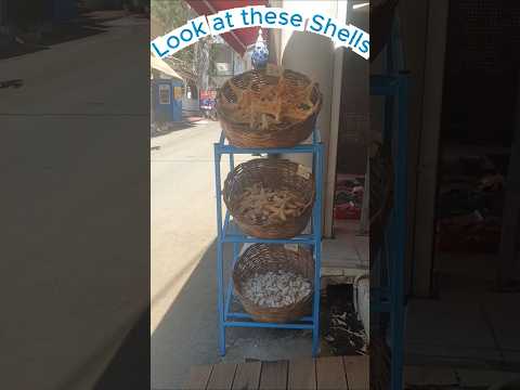 Do You ❤️ Beautiful Shells 🐚 Nautilus Shell Shop in Crete