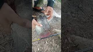 iseng mancing jaring 🎣 #shorts #mancing