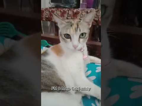 Cute Komola Apt. Apt. 😺😻🧡 #shorts #ytshorts #cat
