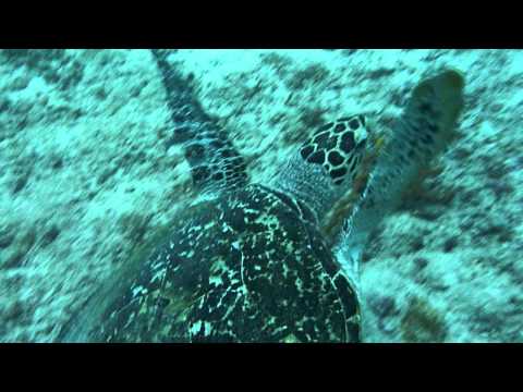 Chasing a Turtle! (Anjaan in Borneo)