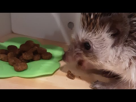 Hedgehog Moments part 14 #trending #hedgehog #asmr #cute #hedgehoglover #cutepet #animals