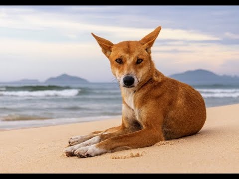 Gen mtg 20240318 Brendan Alting Interactions of Mammal Predators in a Mixed-use Coastal Ecosystem