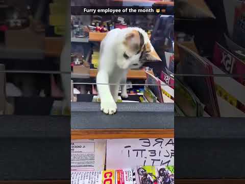 Smart Cats 🐱✨#SnappyWorld##SmartCats #FunnyCats #CatLovers #CatVideos #CuteCats#pets#viral#funny#cat