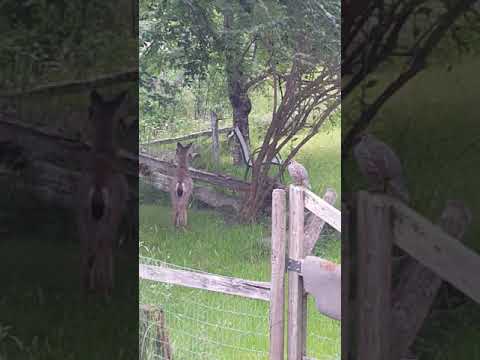 Neighbours 🦌🐦