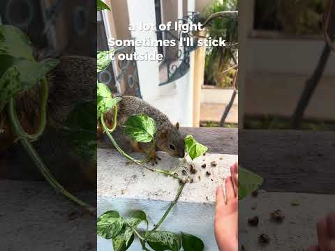 This is Why Your Marble Queen Pothos is Dying #shortsvideo #gardening #shortvideo #garden #squirrel