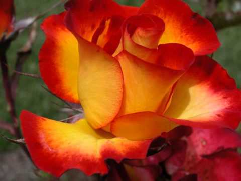 Roses From The South - Strauss