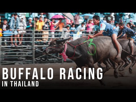 Chonburi Buffalo Races